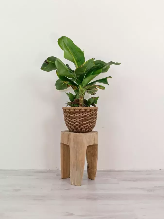 Ars Longa Robuust boomstam krukje bijzettafel hardhout teak driepoot
