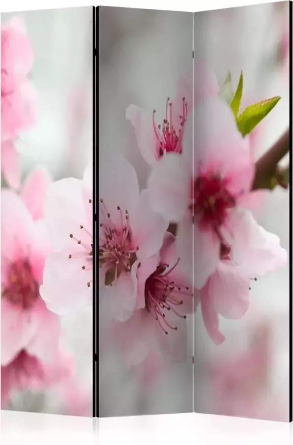 Artgeist Kamerscherm Scheidingswand Vouwscherm Spring blooming tree pink flowers [Room Dividers] 135x172 Vouwscherm