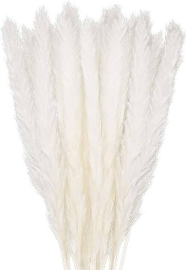 Benrida 30 stuks Pampas gras 58 cm natuurlijk Pampas bloem boeket voor vazen witte Boho Home decoratie woonkamer bruiloft foto tafel decoratie