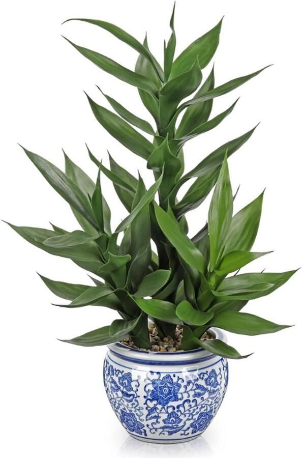 BOG Kunst Drakenboom In Keramische Pot Kleine Kunstplant Van 50 Cm Decoratieve Geluksbamboe Voor Tafel Rek Vensterbank Woonkamer Zoals Echt Onderhoudsvrije Kamerplant