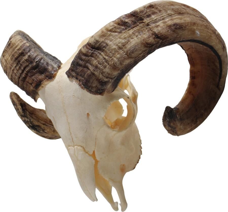 Donja Home Decorations Decoratieve Ram gewei-bokkenschedel bureau of Natuurlijke wand decoratie -Uniek item