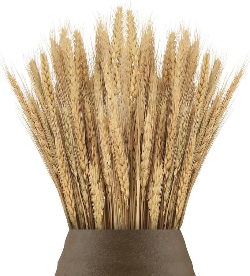 100 stuks 40 cm gedroogde tarwebloemen schijven droog tarwegras boeket gedroogd tarwegras bundel kunstmatige tarwe gedroogde bloemen voor open haard thuis keuken kerk tafel bruiloft kerst krans decoratie