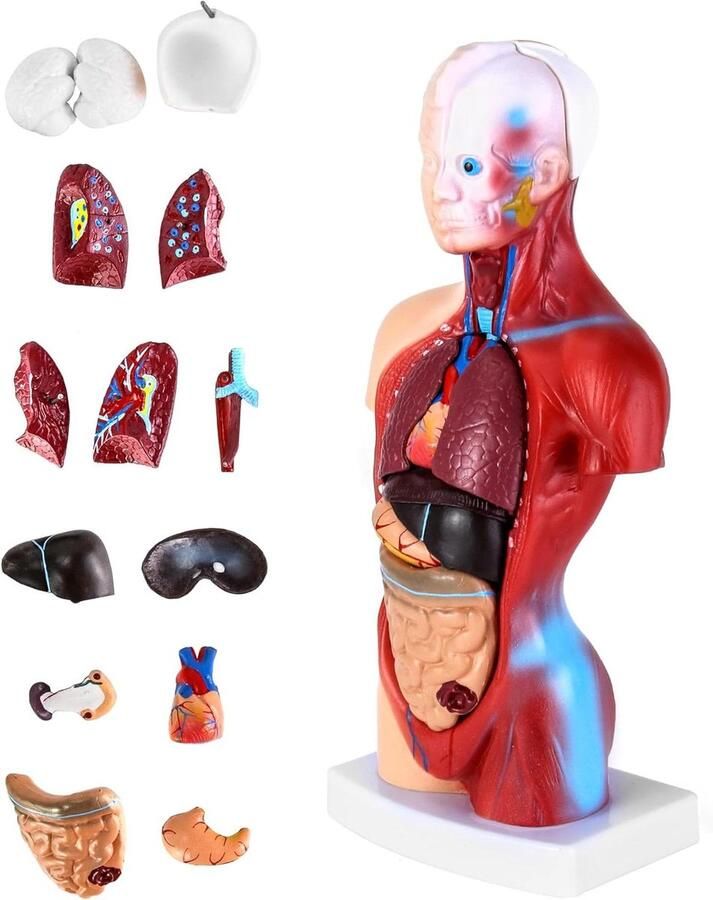 15-delig menselijk anatomiemodel schedel hersentorso en interne organen voor medische studenten artsen en leraren 28 cm