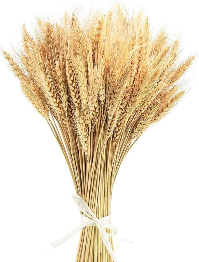 40cm Gedroogde Tarwe Bloemen Schijven Droog Tarwe Gras Boeket Gedroogde Tarwe Gras Bundel Kunstmatige Tarwe Gedroogde Bloemen Voor Open Haard Thuis Keuken Kerk Tafel Bruiloft Kerst Krans A 100 stuks