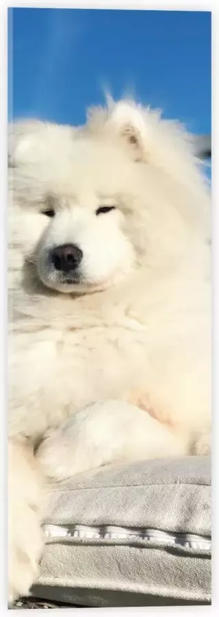 Acrylglas Witte Pluizige Samoyeed Hond op Bank op Balkon 20x60 cm Foto op Acrylglas (Wanddecoratie op Acrylaat)