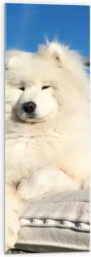 Acrylglas Witte Pluizige Samoyeed Hond op Bank op Balkon 30x90 cm Foto op Acrylglas (Met Ophangsysteem)