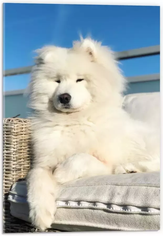 Acrylglas Witte Pluizige Samoyeed Hond op Bank op Balkon 40x60 cm Foto op Acrylglas (Wanddecoratie op Acrylaat)