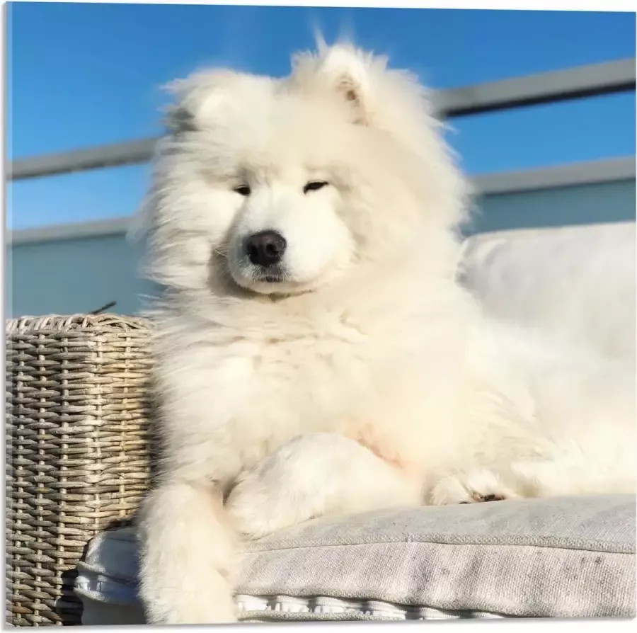 Acrylglas Witte Pluizige Samoyeed Hond op Bank op Balkon 50x50 cm Foto op Acrylglas (Wanddecoratie op Acrylaat)