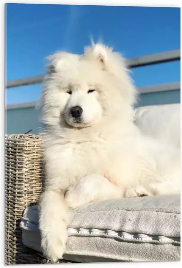 Acrylglas Witte Pluizige Samoyeed Hond op Bank op Balkon 50x75 cm Foto op Acrylglas (Met Ophangsysteem)