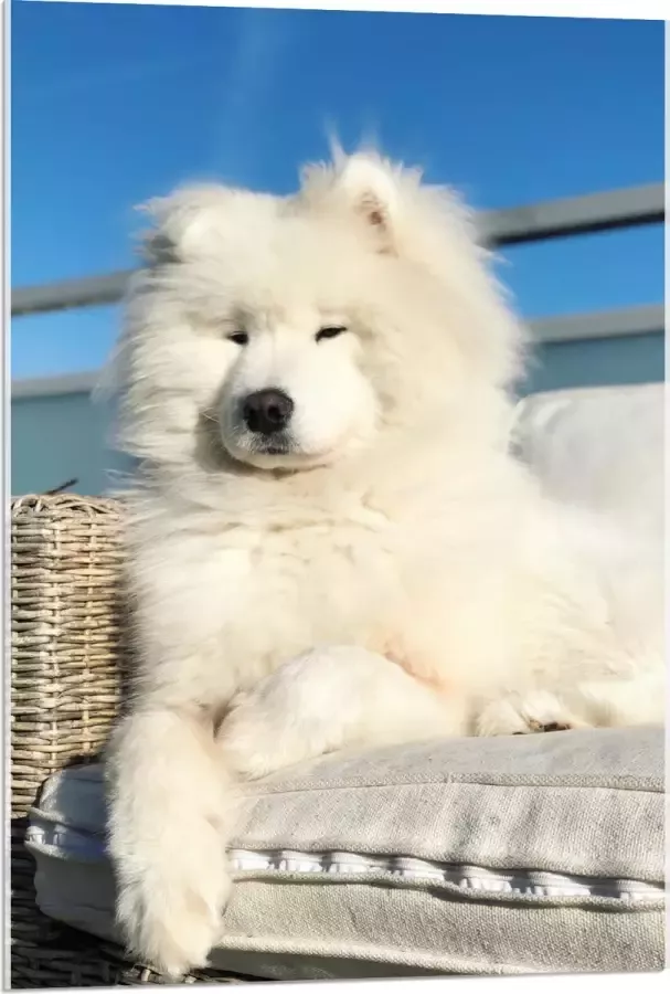 Acrylglas Witte Pluizige Samoyeed Hond op Bank op Balkon 60x90 cm Foto op Acrylglas (Wanddecoratie op Acrylaat)