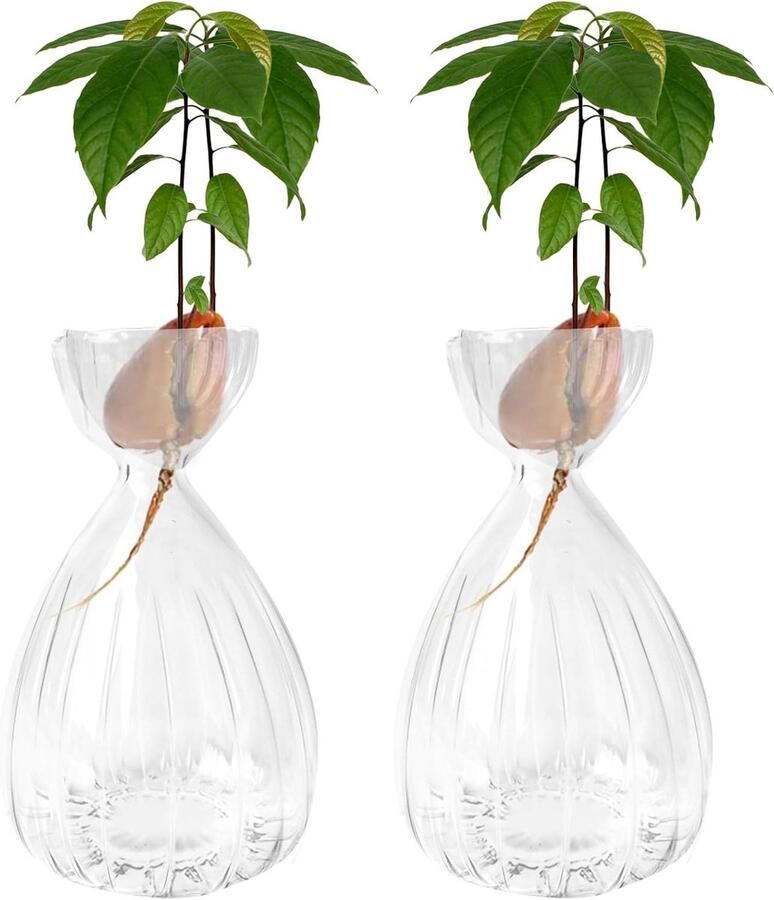 Allecto Plus 2-pack Avocado Zaad Spruit Startervaas in Gestreepte Stijl voor Thuisdecoratie Glazen Bol Vaas voor Avocado Boom Groei Bureau- en Tafeldecoratie Indoor Planten Groeien (2 helder)