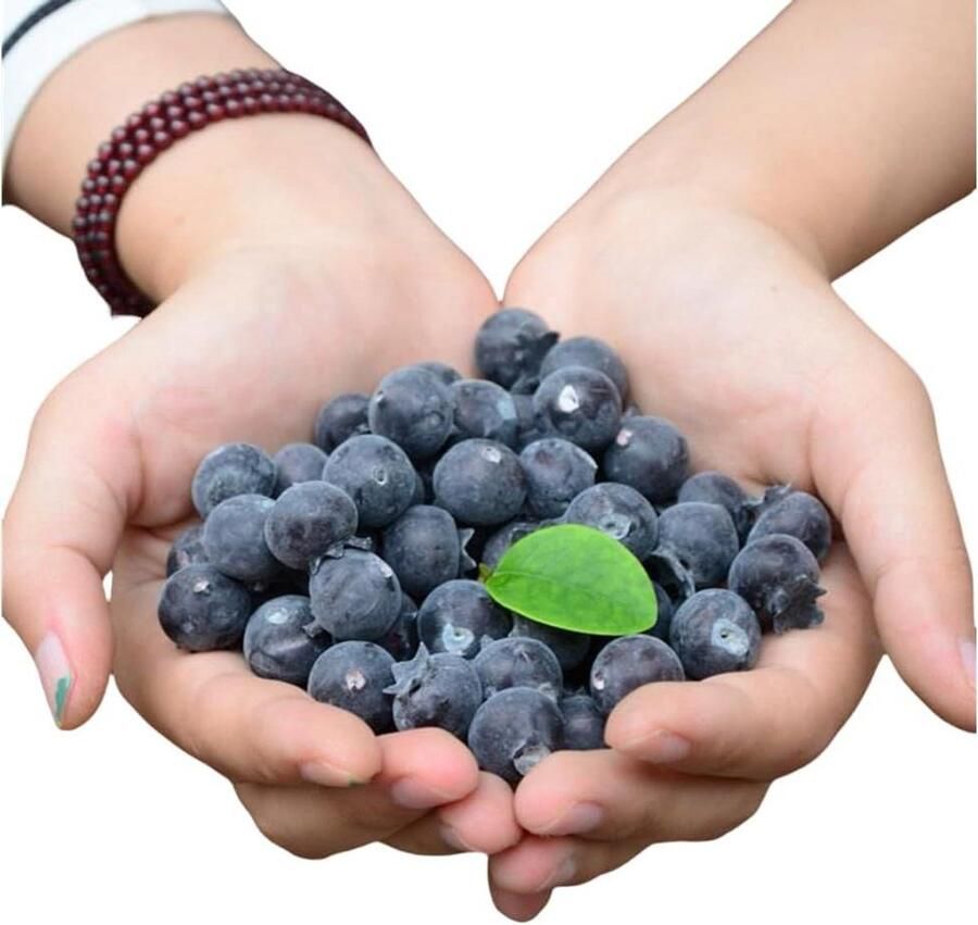 Allecto Plus Kunstfruit Bosbessen Set van 50 stuks voor Huisdecoratie en Keuken Nepfruit Boerderij Fruitmodellen Decoratieve Vaasvullers Fruitschaal Plastic Fruitkrans en Taarttoppers Zomerse Tafel Decoratie