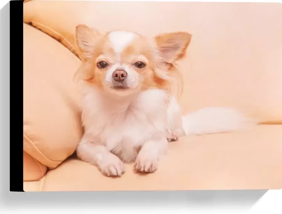 Canvas Bruin met Witte Chihuahua Liggend op Beige Bank 40x30 cm Foto op Canvas Schilderij (Wanddecoratie op Canvas)