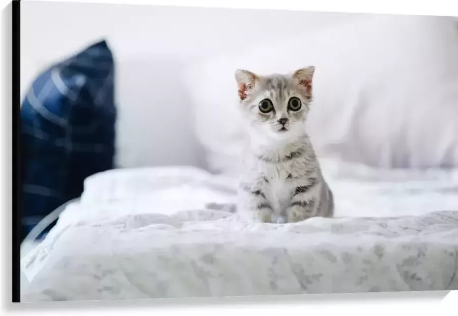 Canvas Grijze Kitten met Donkere Contouren op Lichaam Zittend op Bed 120x80 cm Foto op Canvas Schilderij (Wanddecoratie op Canvas)