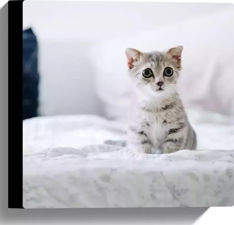 Canvas Grijze Kitten met Donkere Contouren op Lichaam Zittend op Bed 30x30 cm Foto op Canvas Schilderij (Wanddecoratie op Canvas)