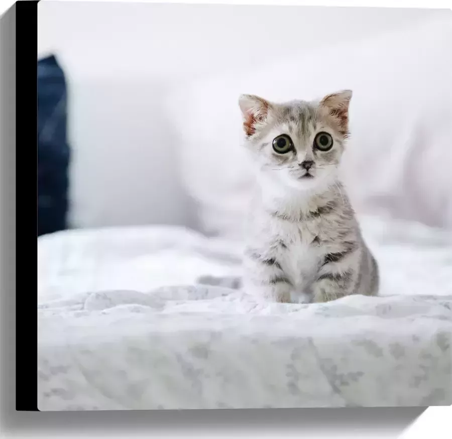 Canvas Grijze Kitten met Donkere Contouren op Lichaam Zittend op Bed 40x40 cm Foto op Canvas Schilderij (Wanddecoratie op Canvas)