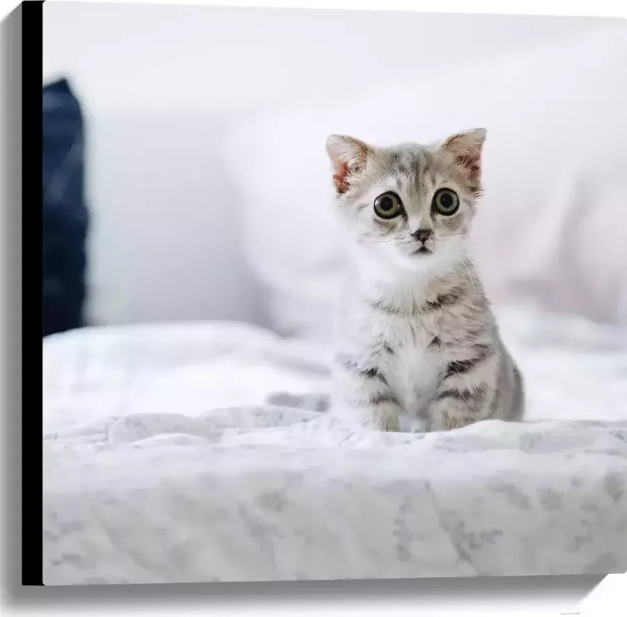 Canvas Grijze Kitten met Donkere Contouren op Lichaam Zittend op Bed 60x60 cm Foto op Canvas Schilderij (Wanddecoratie op Canvas)