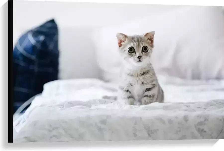 Canvas Grijze Kitten met Donkere Contouren op Lichaam Zittend op Bed 90x60 cm Foto op Canvas Schilderij (Wanddecoratie op Canvas)
