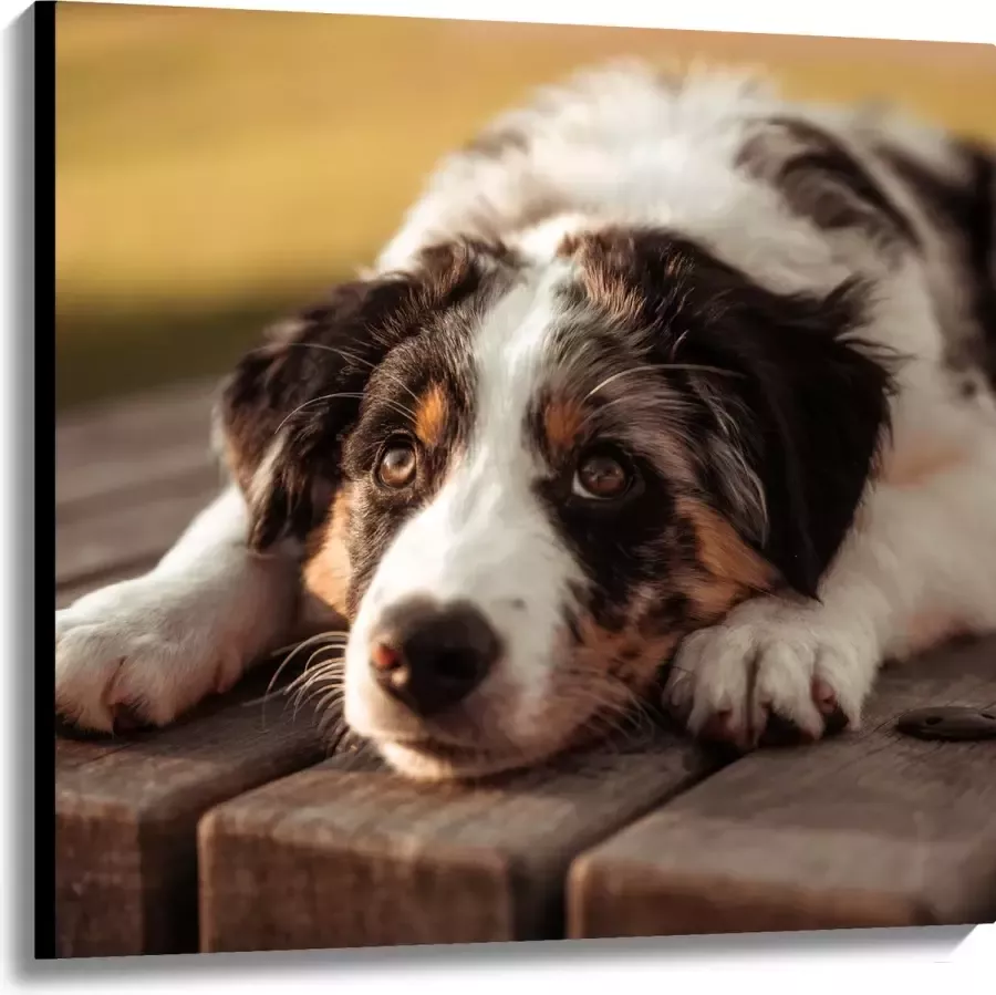 Canvas Liggende Zwart met Witte Hond op Houten Picknicktafel 100x100 cm Foto op Canvas Schilderij (Wanddecoratie op Canvas)