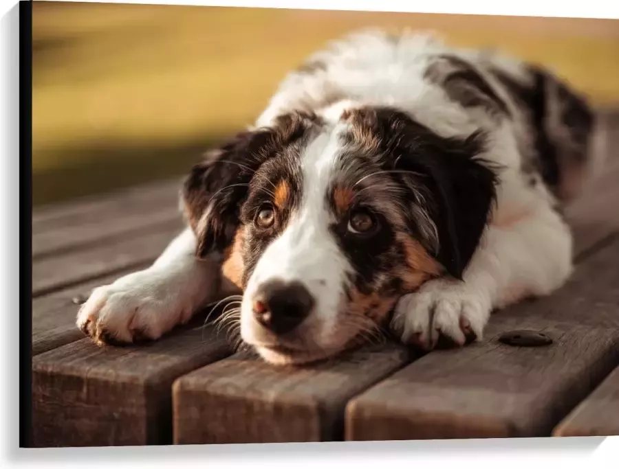 Canvas Liggende Zwart met Witte Hond op Houten Picknicktafel 100x75 cm Foto op Canvas Schilderij (Wanddecoratie op Canvas)