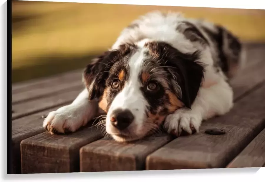 Canvas Liggende Zwart met Witte Hond op Houten Picknicktafel 120x80 cm Foto op Canvas Schilderij (Wanddecoratie op Canvas)