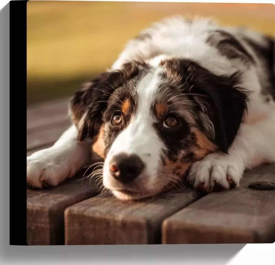 Canvas Liggende Zwart met Witte Hond op Houten Picknicktafel 30x30 cm Foto op Canvas Schilderij (Wanddecoratie op Canvas)