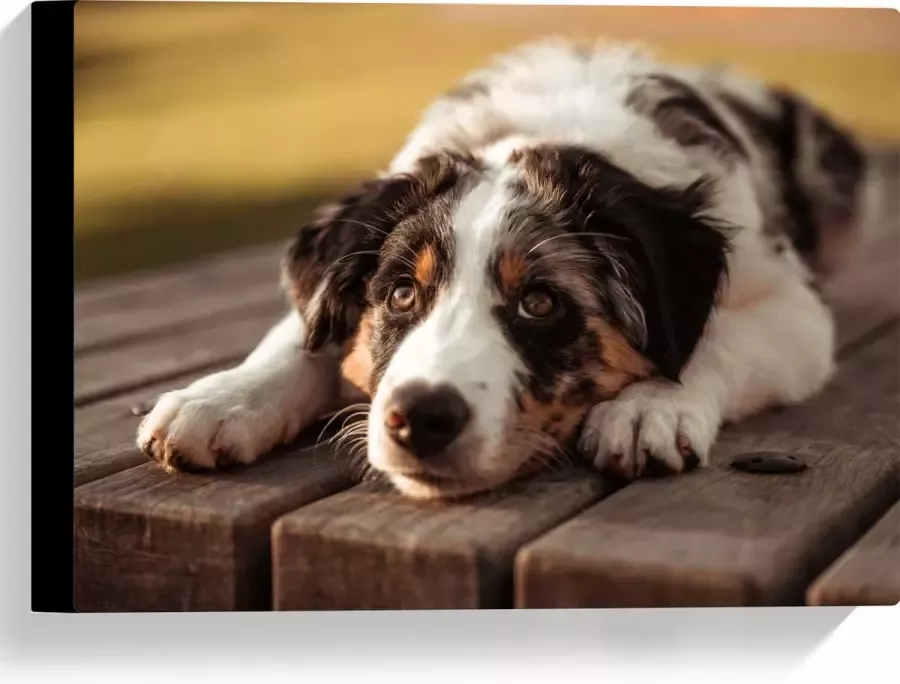 Canvas Liggende Zwart met Witte Hond op Houten Picknicktafel 40x30 cm Foto op Canvas Schilderij (Wanddecoratie op Canvas)