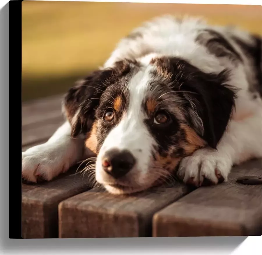 Canvas Liggende Zwart met Witte Hond op Houten Picknicktafel 40x40 cm Foto op Canvas Schilderij (Wanddecoratie op Canvas)