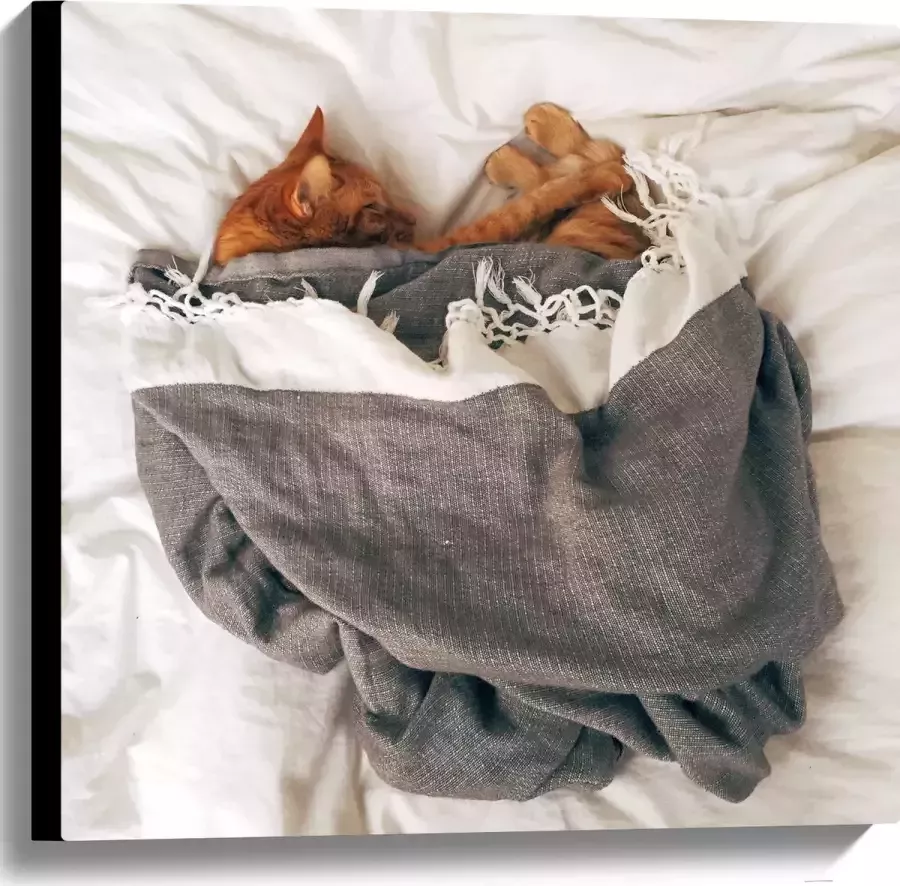 Canvas Rode Kat onder Deken op Bed 60x60 cm Foto op Canvas Schilderij (Wanddecoratie op Canvas)