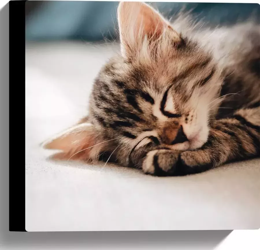 Canvas Rustende Kitten op Bank 30x30 cm Foto op Canvas Schilderij (Wanddecoratie op Canvas)