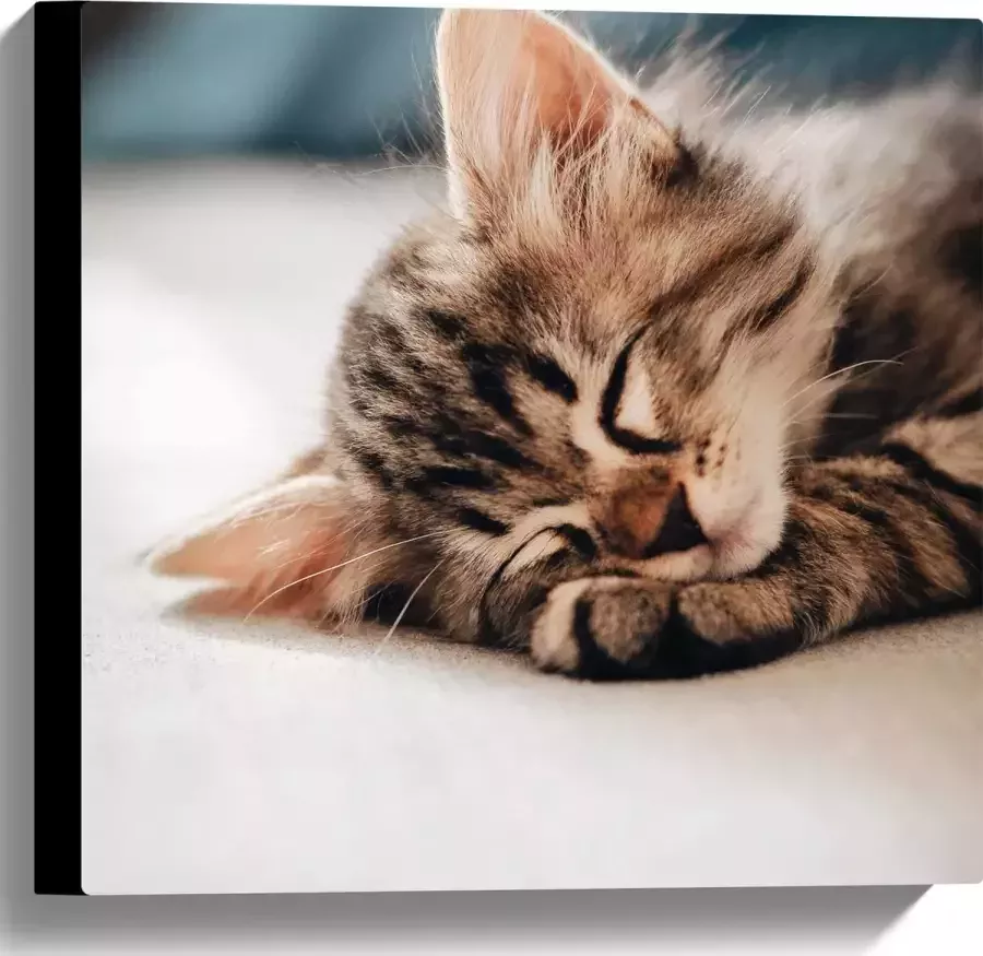 Canvas Rustende Kitten op Bank 40x40 cm Foto op Canvas Schilderij (Wanddecoratie op Canvas)