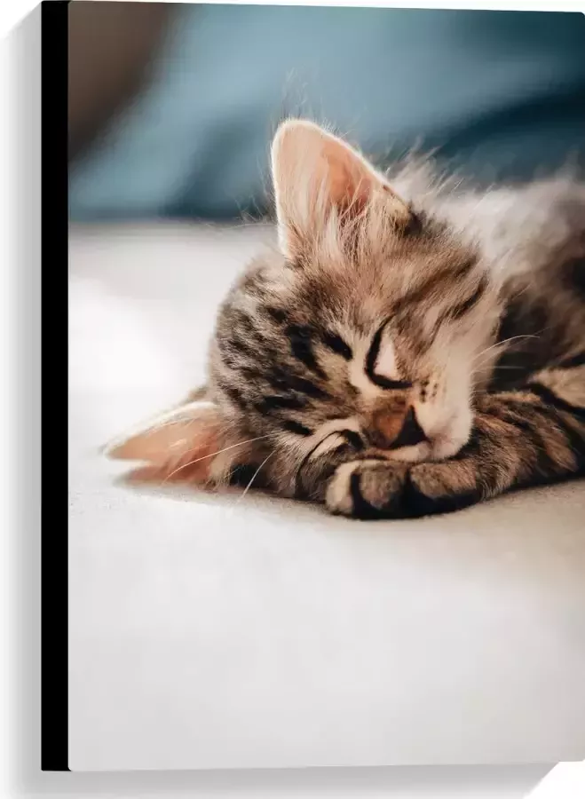 Canvas Rustende Kitten op Bank 40x60 cm Foto op Canvas Schilderij (Wanddecoratie op Canvas)