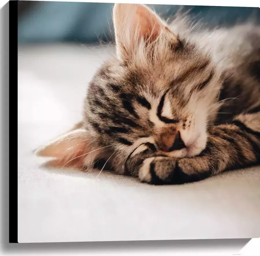 Canvas Rustende Kitten op Bank 60x60 cm Foto op Canvas Schilderij (Wanddecoratie op Canvas)