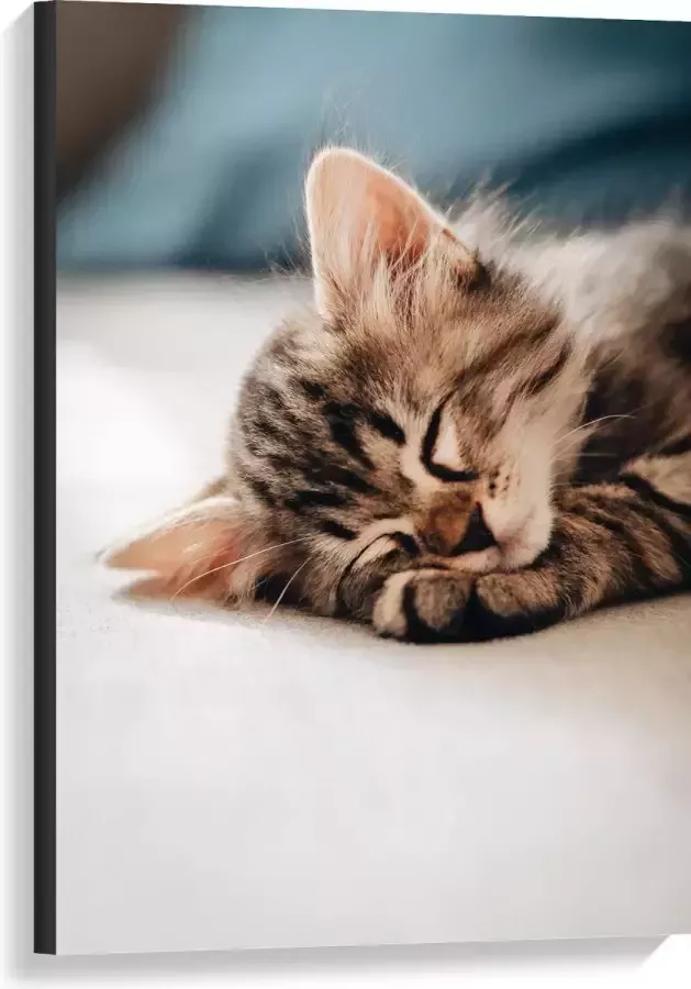 Canvas Rustende Kitten op Bank 60x90 cm Foto op Canvas Schilderij (Wanddecoratie op Canvas)