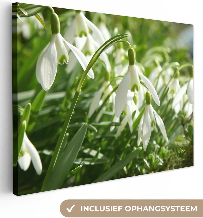 Canvas schilderij 40x30 cm Wanddecoratie Bank van witte sneeuwklokjes Muurdecoratie woonkamer Slaapkamer decoratie Kamer accessoires Schilderijen op canvas - Foto 2