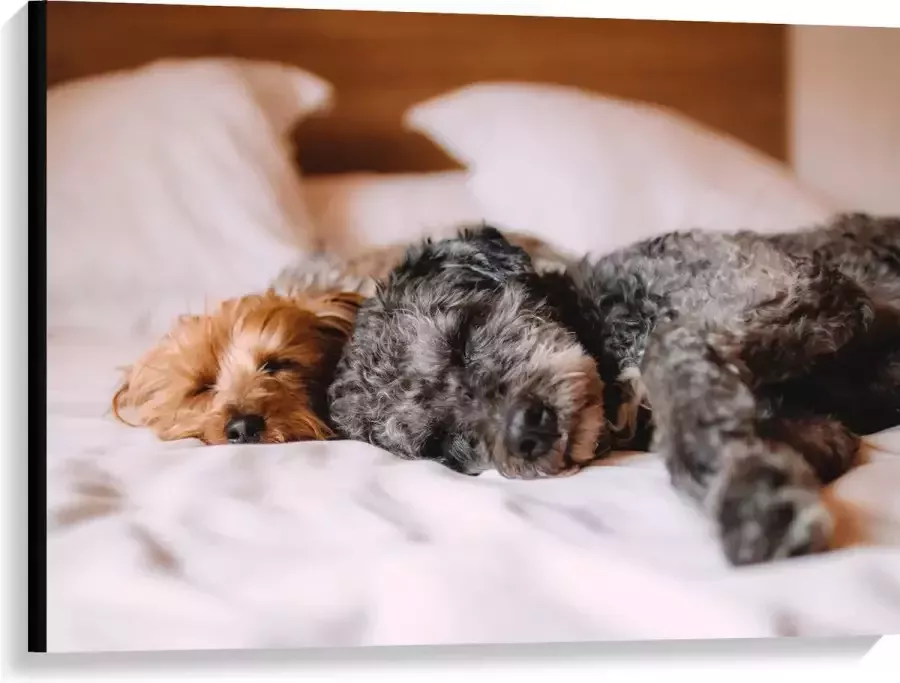 Canvas Uitrustende Puppy's op Witte Lakens van Bed 100x75 cm Foto op Canvas Schilderij (Wanddecoratie op Canvas)