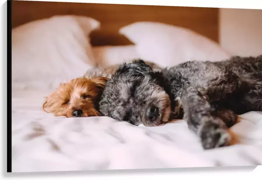 Canvas Uitrustende Puppy's op Witte Lakens van Bed 120x80 cm Foto op Canvas Schilderij (Wanddecoratie op Canvas)
