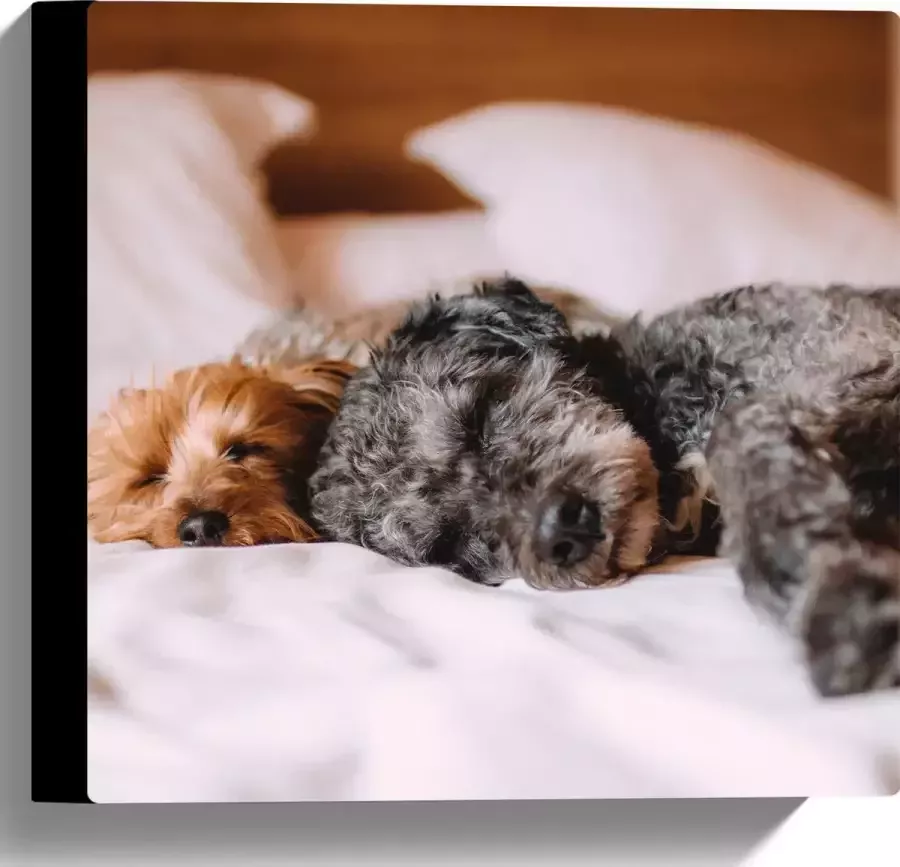 Canvas Uitrustende Puppy's op Witte Lakens van Bed 30x30 cm Foto op Canvas Schilderij (Wanddecoratie op Canvas)