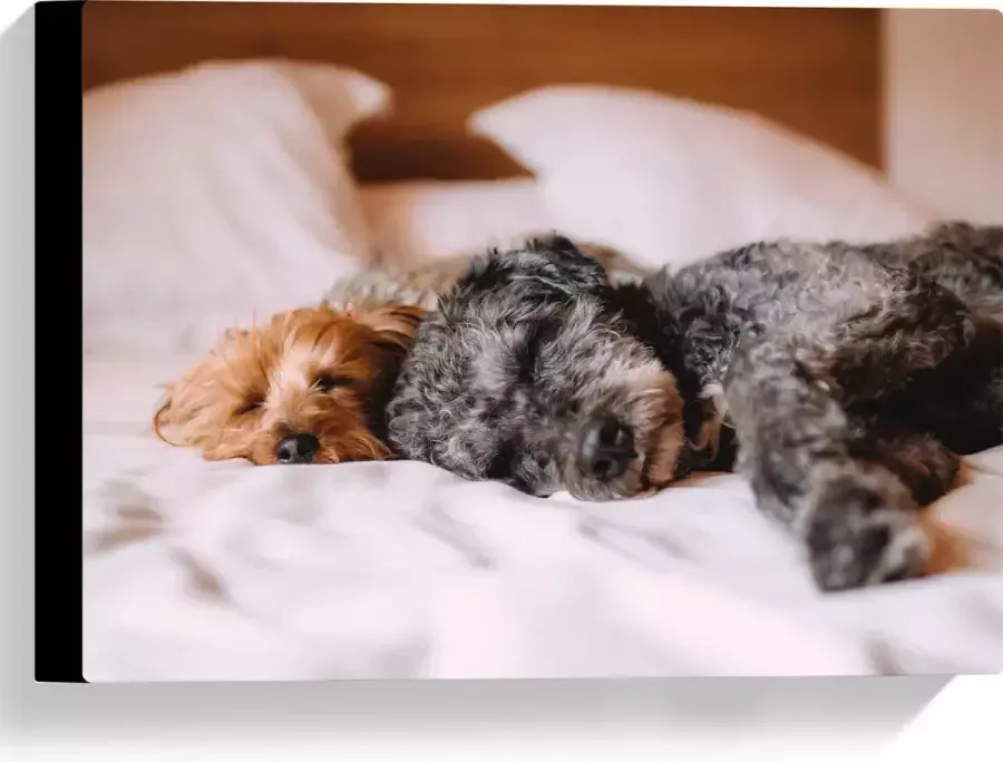 Canvas Uitrustende Puppy's op Witte Lakens van Bed 40x30 cm Foto op Canvas Schilderij (Wanddecoratie op Canvas)