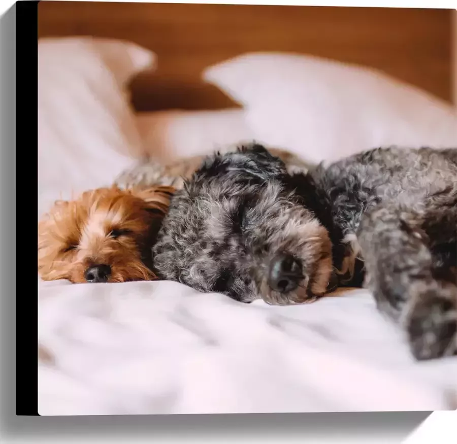 Canvas Uitrustende Puppy's op Witte Lakens van Bed 40x40 cm Foto op Canvas Schilderij (Wanddecoratie op Canvas)