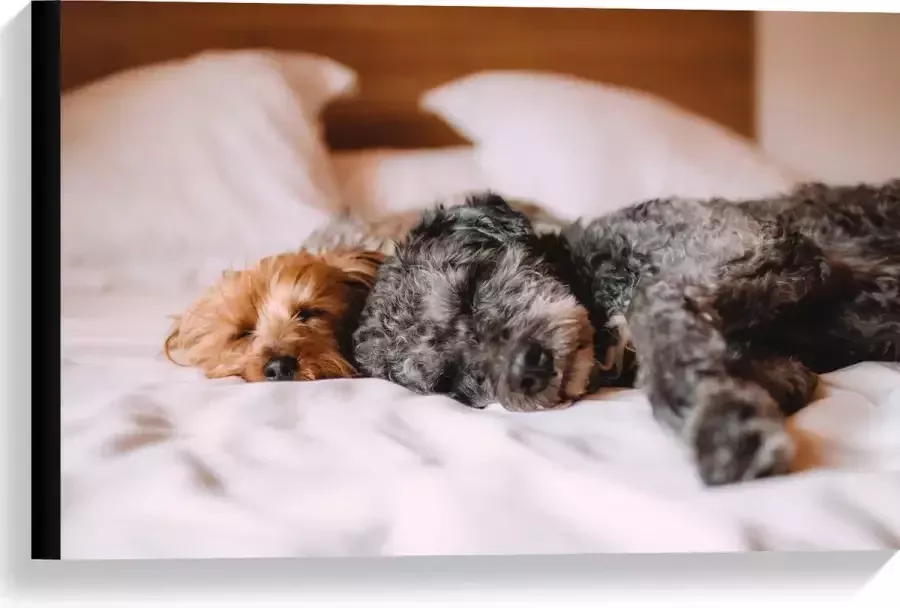 Canvas Uitrustende Puppy's op Witte Lakens van Bed 60x40 cm Foto op Canvas Schilderij (Wanddecoratie op Canvas)