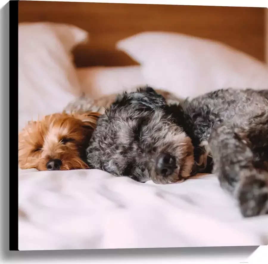Canvas Uitrustende Puppy's op Witte Lakens van Bed 60x60 cm Foto op Canvas Schilderij (Wanddecoratie op Canvas)