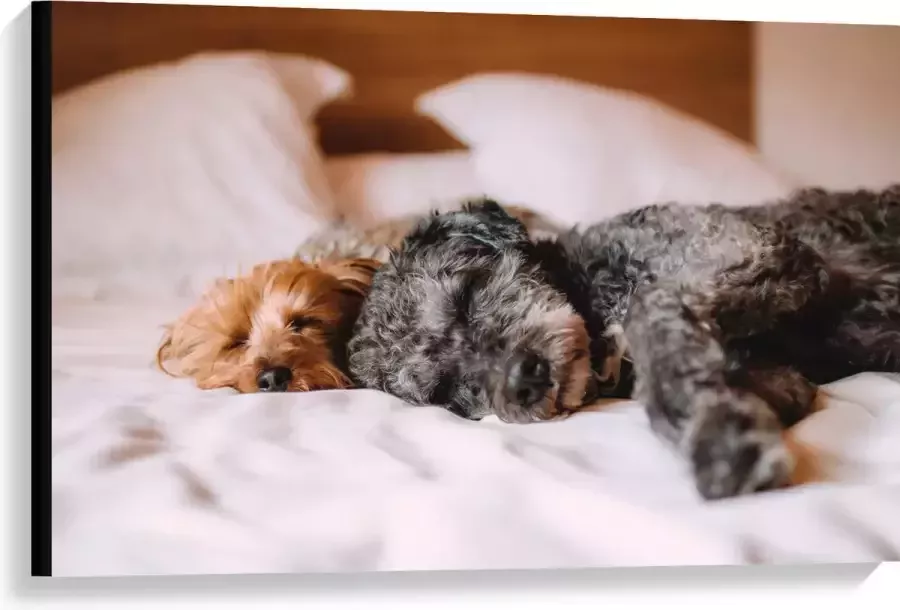 Canvas Uitrustende Puppy's op Witte Lakens van Bed 90x60 cm Foto op Canvas Schilderij (Wanddecoratie op Canvas)