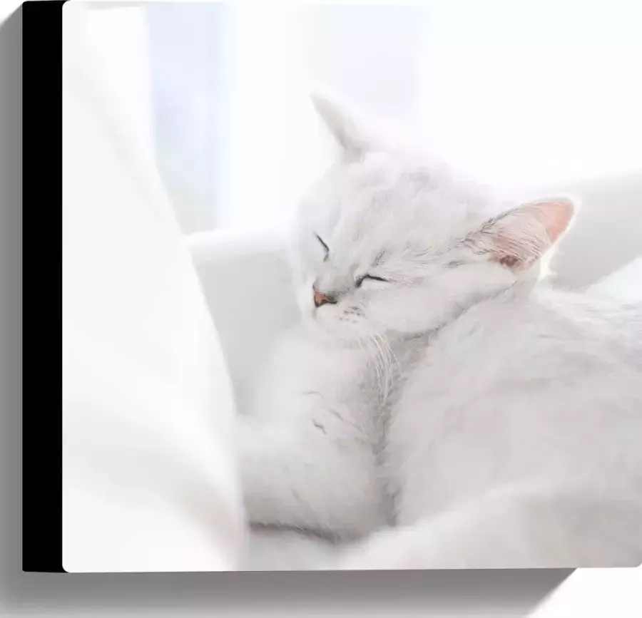 Canvas Witte Kat slapend tegen Witte Bank 30x30 cm Foto op Canvas Schilderij (Wanddecoratie op Canvas)