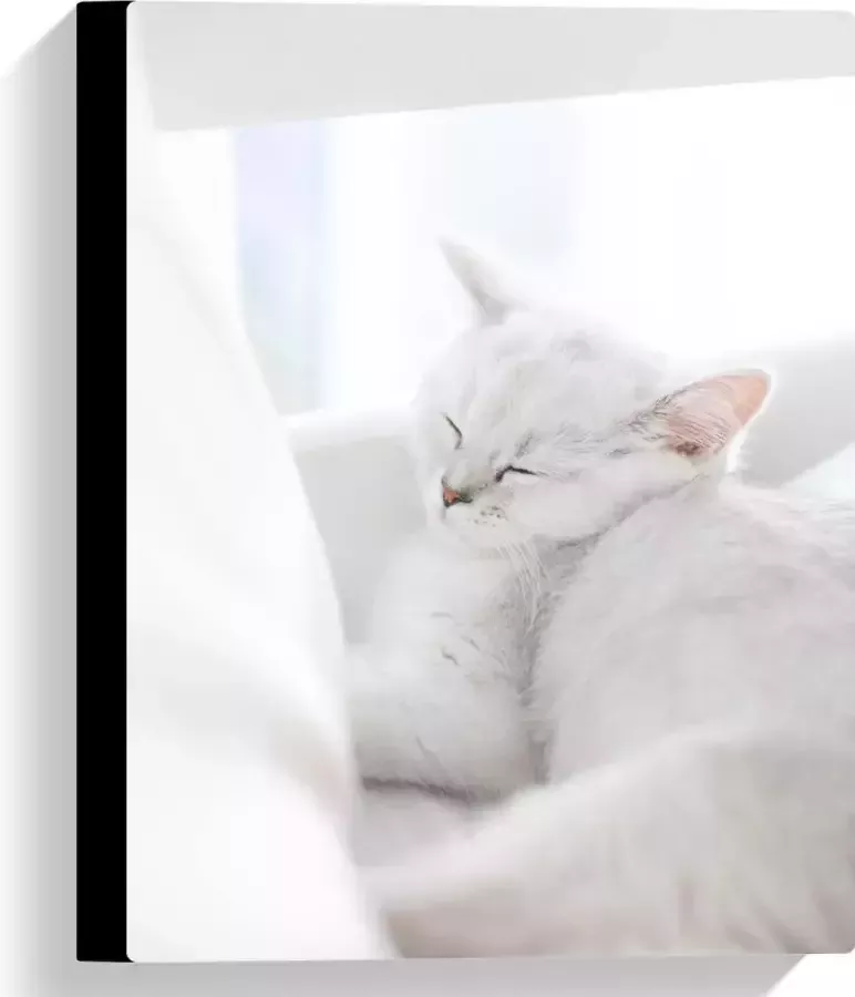 Canvas Witte Kat slapend tegen Witte Bank 30x40 cm Foto op Canvas Schilderij (Wanddecoratie op Canvas)