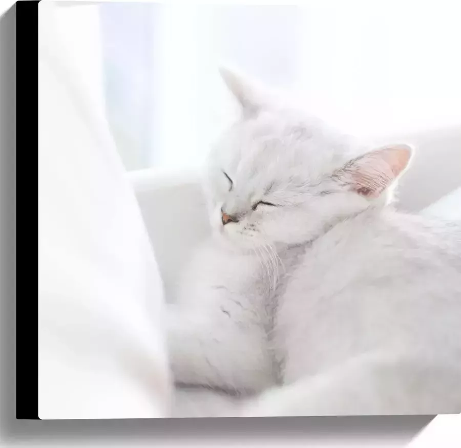 Canvas Witte Kat slapend tegen Witte Bank 40x40 cm Foto op Canvas Schilderij (Wanddecoratie op Canvas)