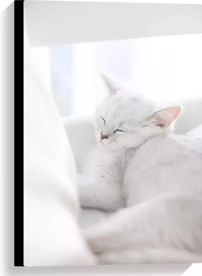Canvas Witte Kat slapend tegen Witte Bank 40x60 cm Foto op Canvas Schilderij (Wanddecoratie op Canvas)