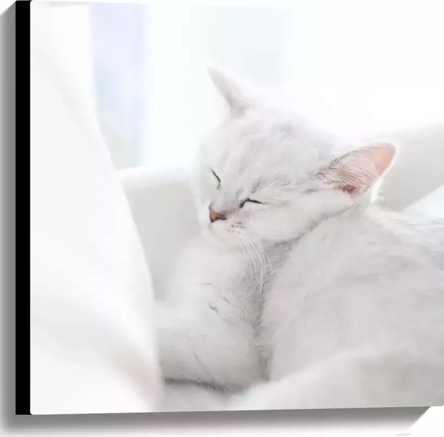 Canvas Witte Kat slapend tegen Witte Bank 60x60 cm Foto op Canvas Schilderij (Wanddecoratie op Canvas)