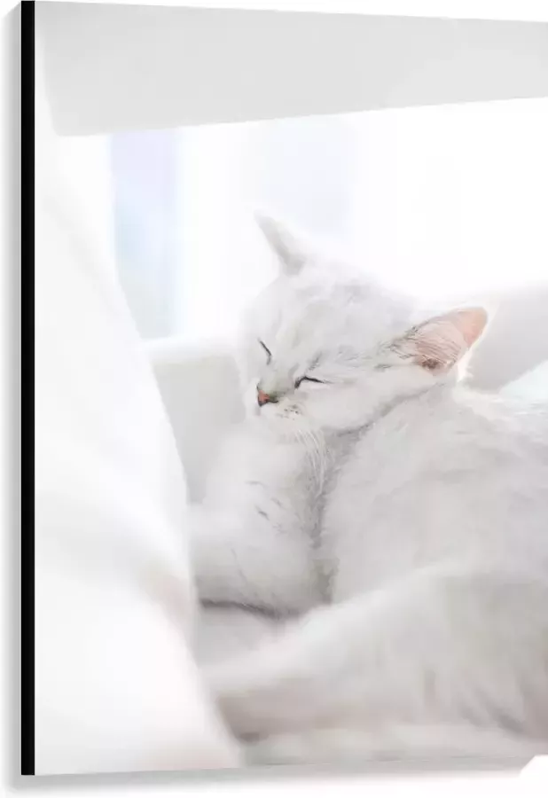 Canvas Witte Kat slapend tegen Witte Bank 80x120 cm Foto op Canvas Schilderij (Wanddecoratie op Canvas)