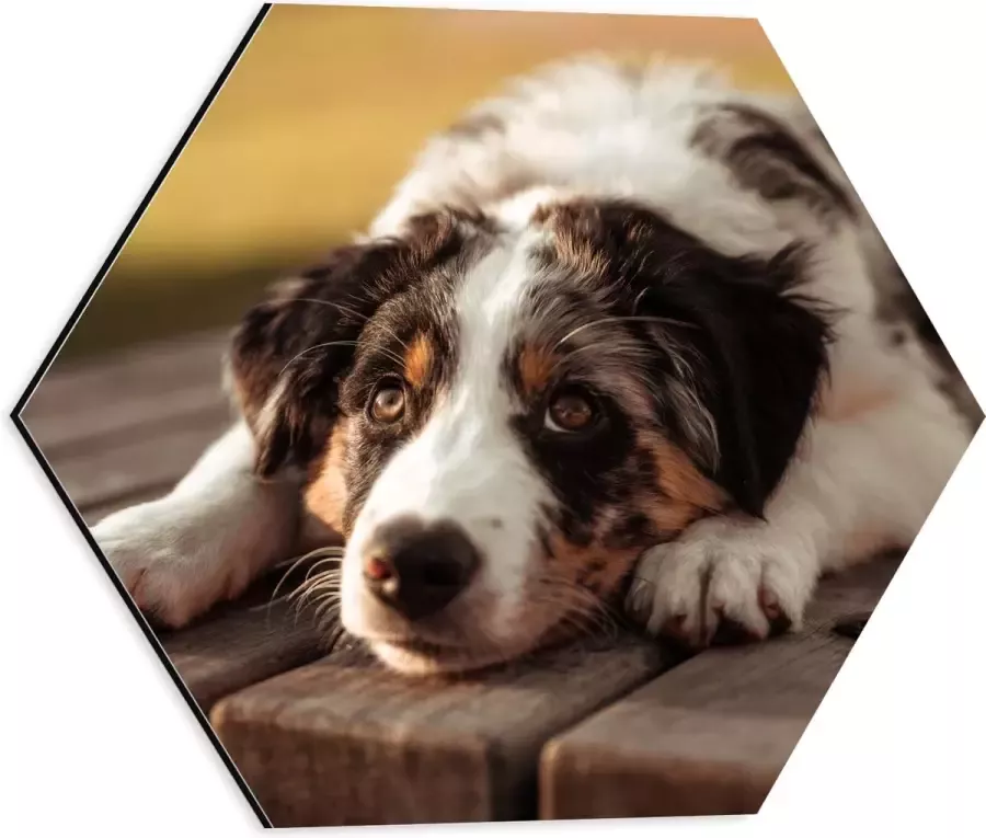 Dibond Hexagon Liggende Zwart met Witte Hond op Houten Picknicktafel 40x34.8 cm Foto op Hexagon (Met Ophangsysteem)